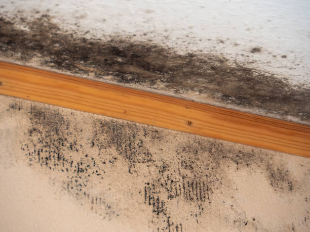 Mold Documentation for Insurance Claims in Le Grand, CA