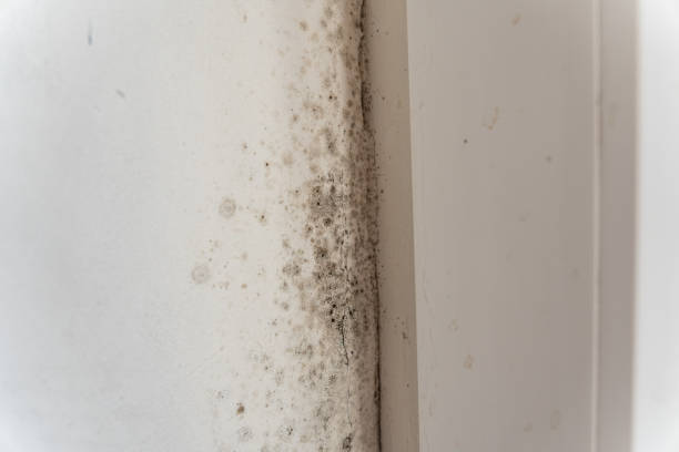 Best Airborne Mold Testing  in Le Grand, CA